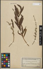 Foto von Salix purpurea L. x Salix viminalis L.